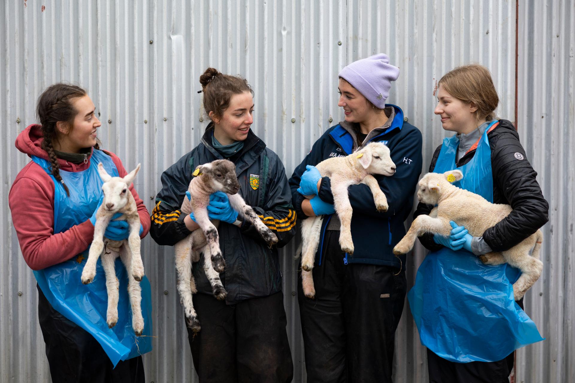 students with lambs